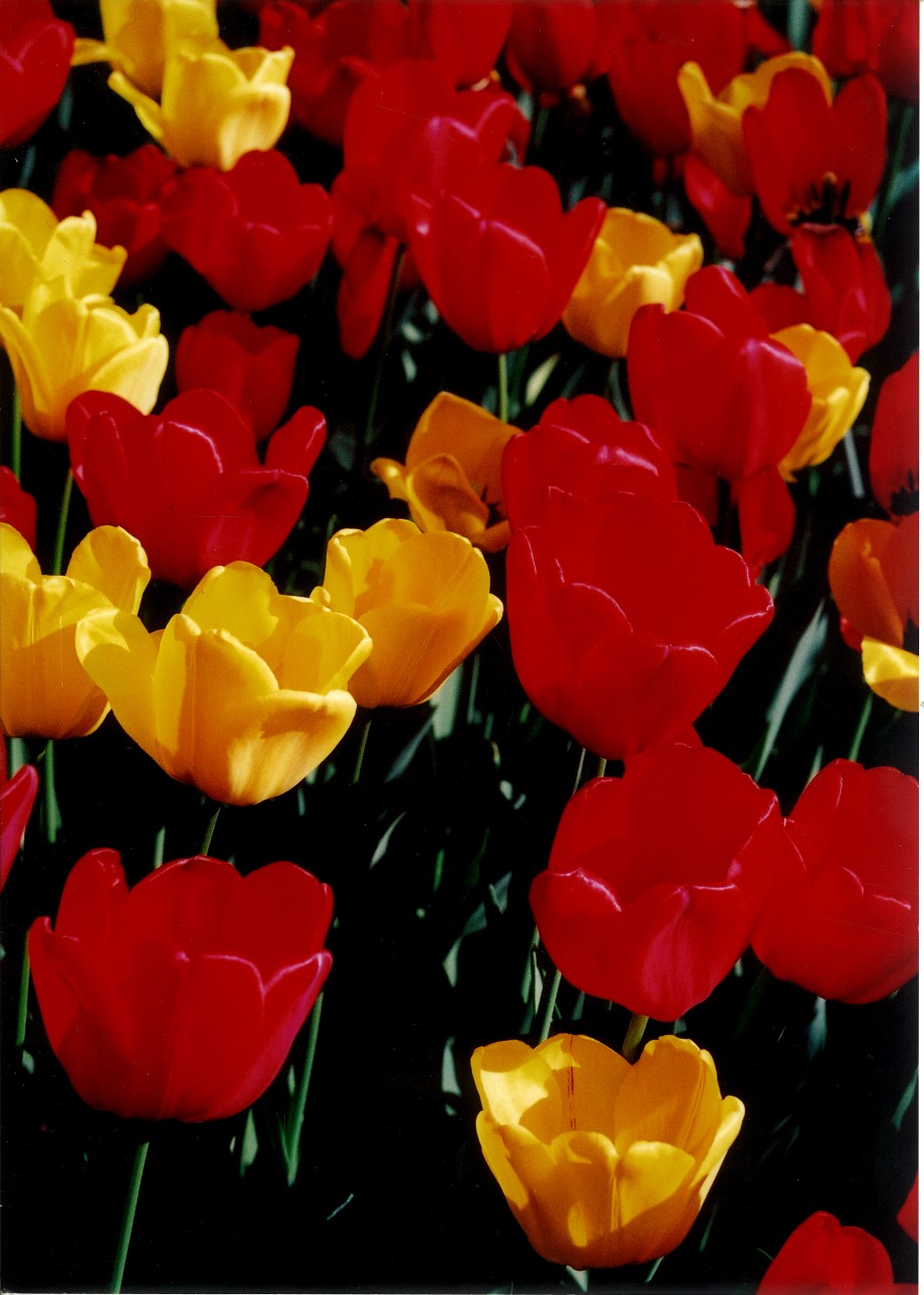 estações 3 NYC@ElviraForttuna.jpg