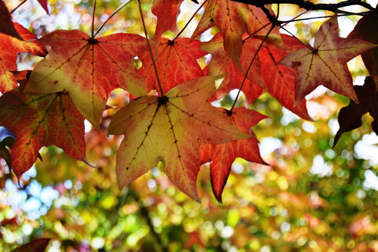 estações 12 @ElviraForttuna.jpg