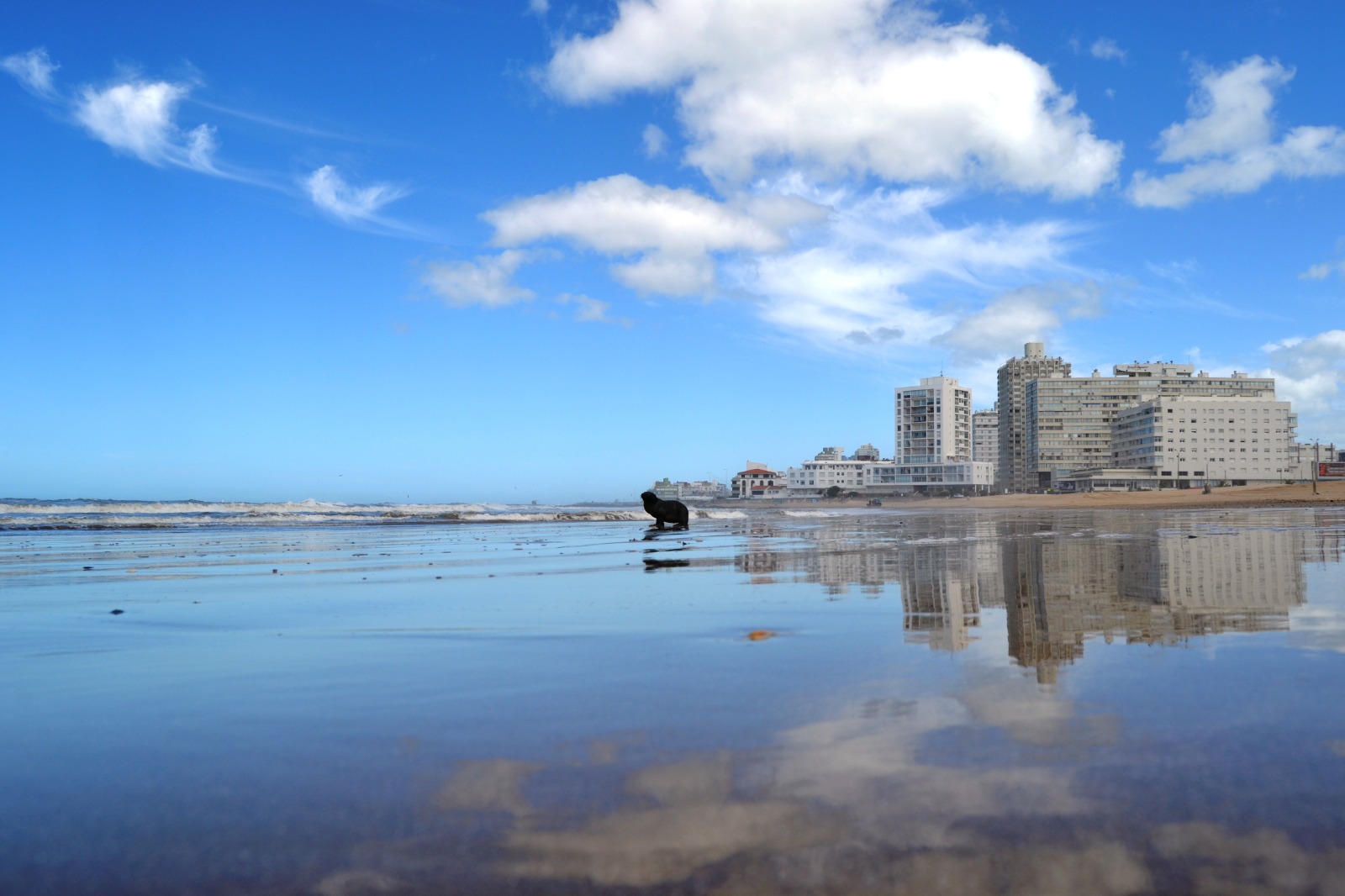 Punta lobomar@ElviraForttuna.jpg